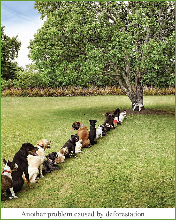 dogs-in-line-picture